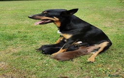 Mixed Breed dogs for sale: Kelpie x collie  - Image 8