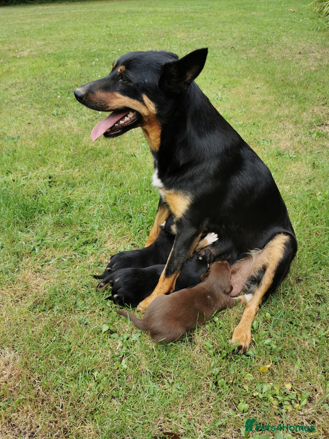 Mixed Breed dogs for sale: Kelpie x collie  - Image 8