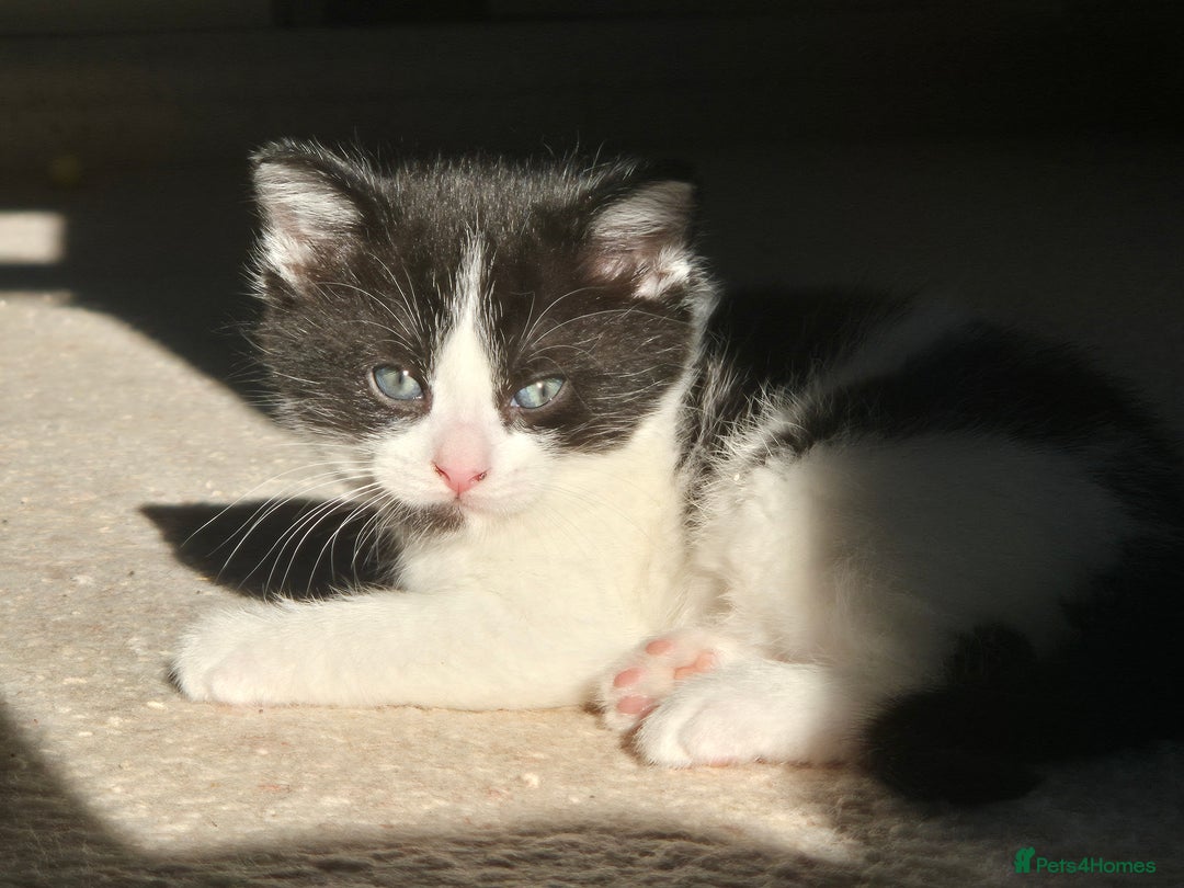 British Shorthair cats for sale: Kittens for Sale - Chulmleigh - Advert 4