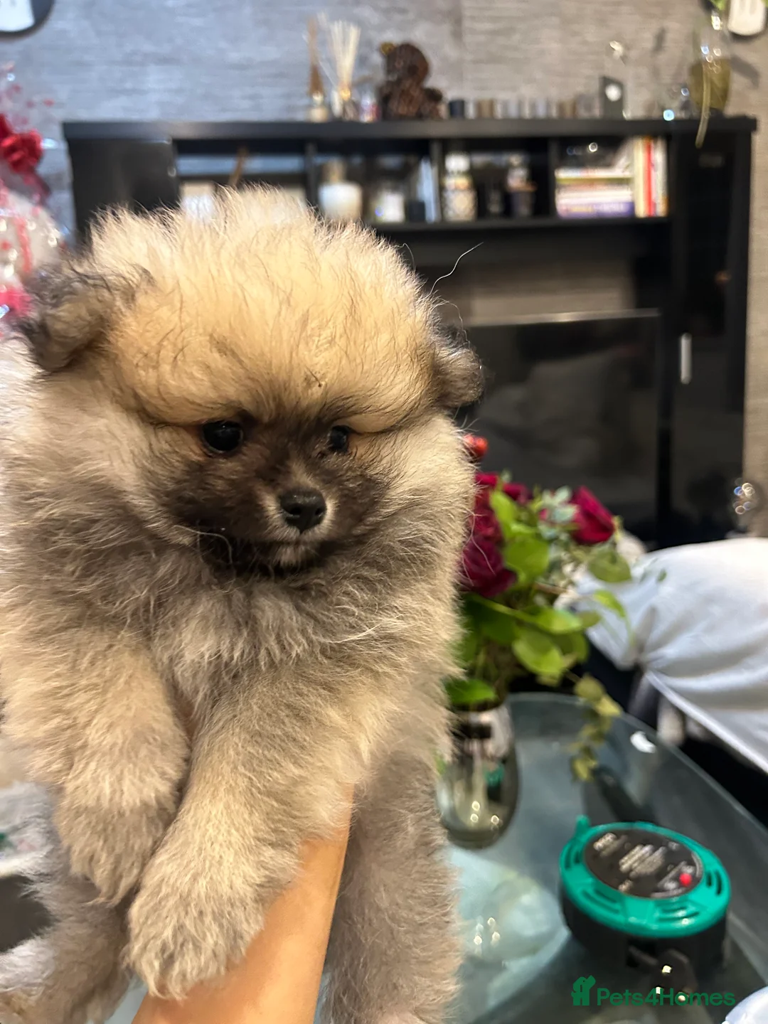 Pomeranian dogs for sale: 2 Pomeranian girls ready now  - Advert 10