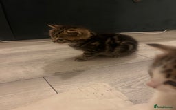 British Shorthair cats for sale: 4 Beautiful British Shorthair cross Kittens  - Image 36