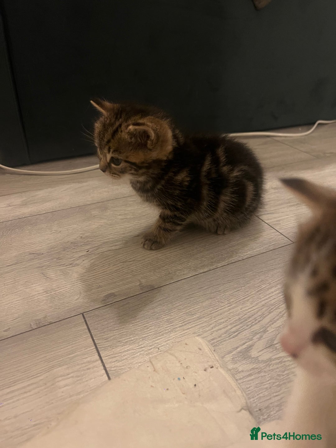 British Shorthair cats for sale: 4 Beautiful British Shorthair cross Kittens  - Image 36