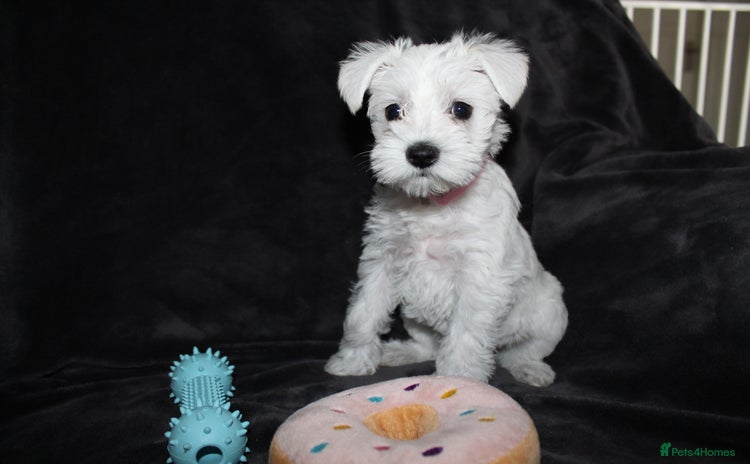 Miniature Schnauzer dogs - Advert 2