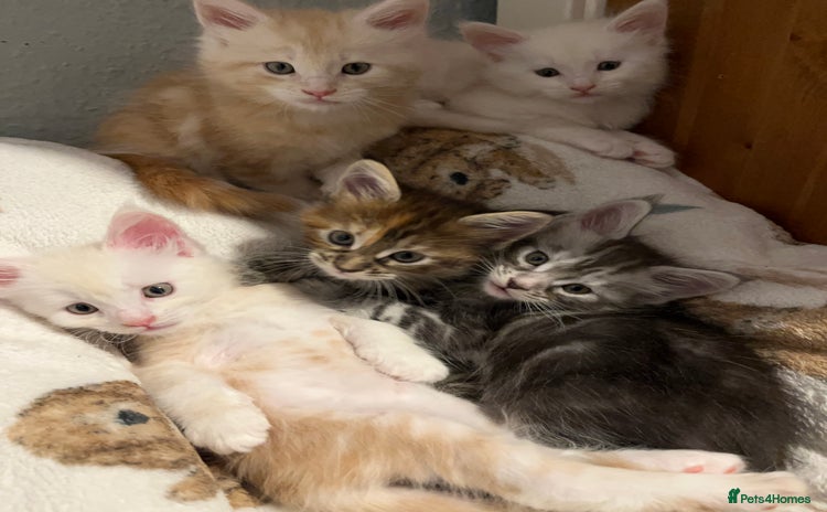 Maine Coon cats - Advert 1