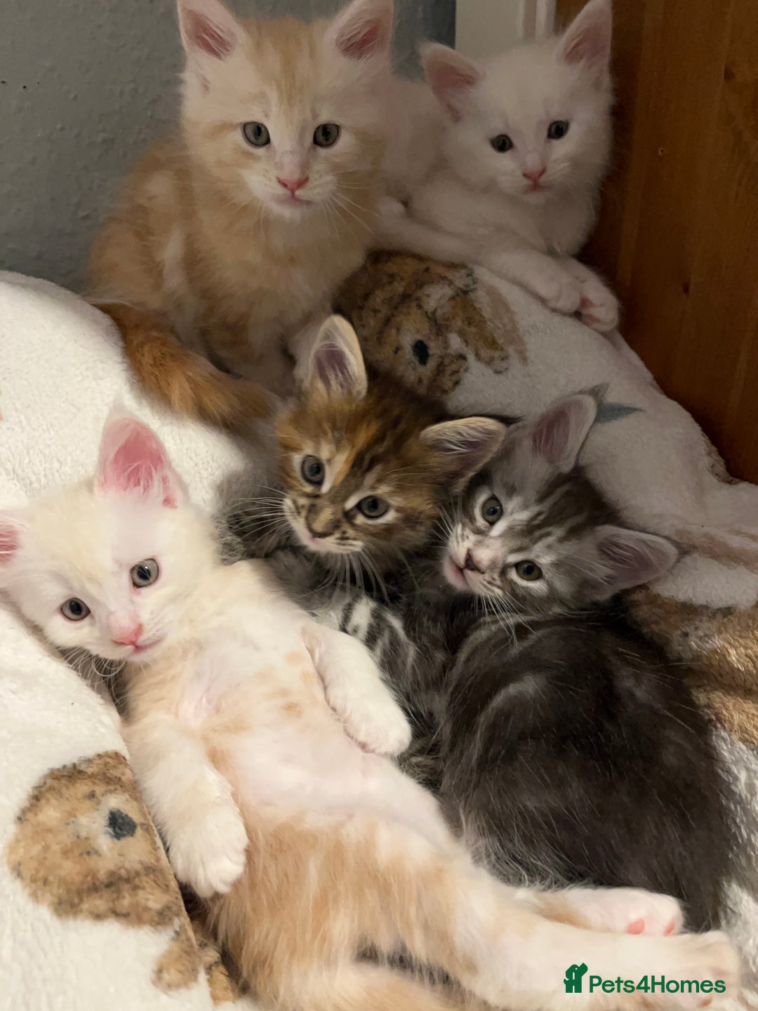Maine Coon cats for sale: Purebred Maine Coon kittens - Image 1
