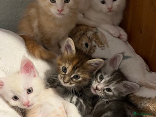 Maine Coon cats for sale - Advert 1