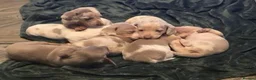 Dachshund dogs for sale: Minature short haired Daschunds - Advert 20
