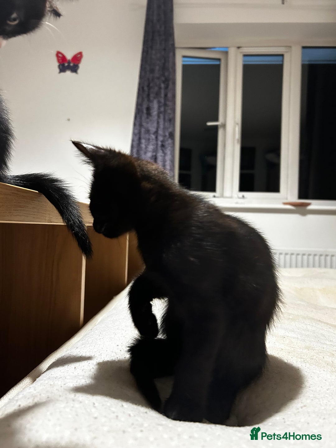 British Shorthair cats for sale: Mother of 2 Kittens Available to buy - Advert 20