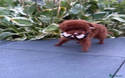 Toy Poodle dogs for sale: Asian teddy face toy poodles boys - Image 7