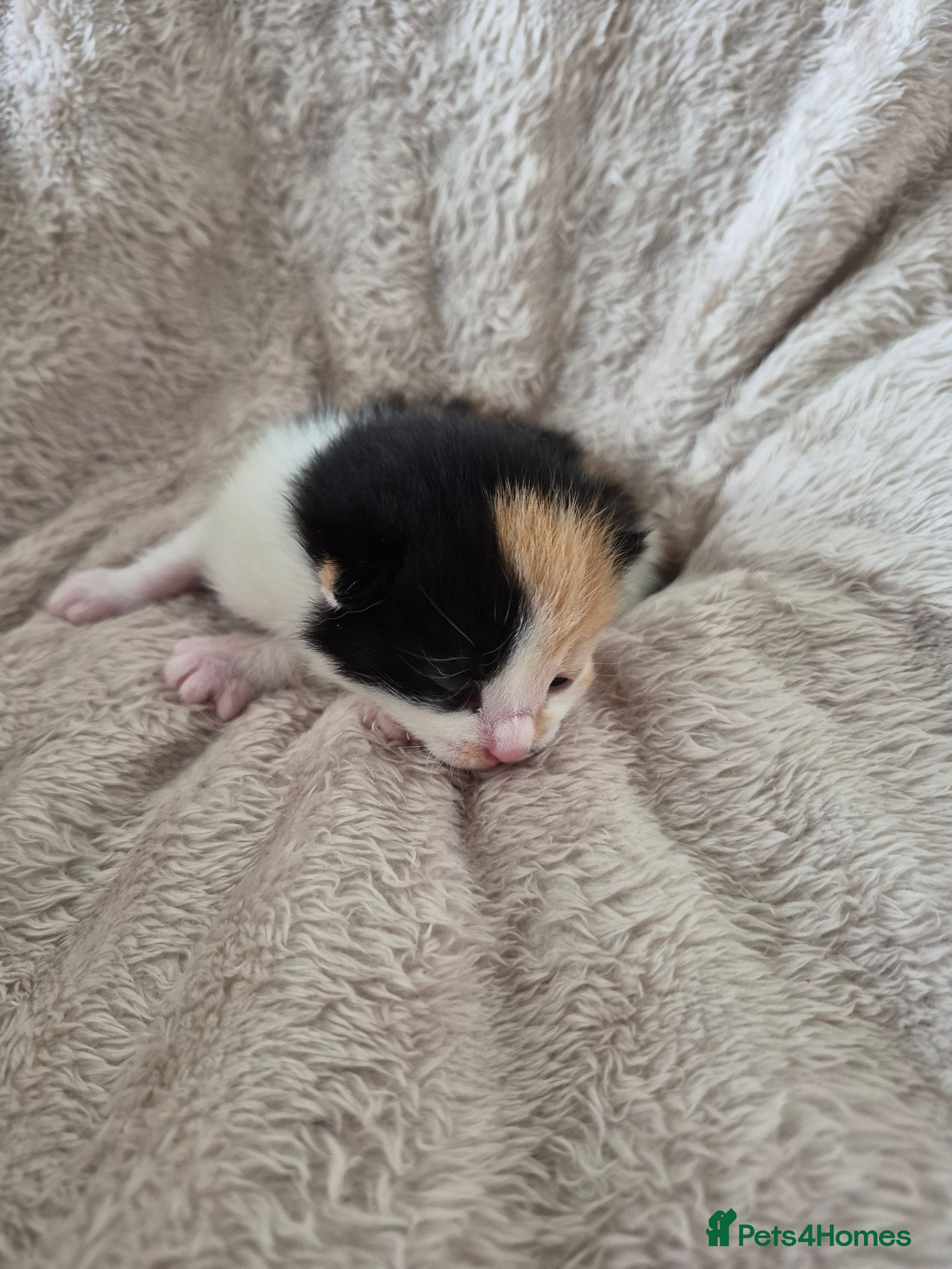 Mixed Breed cats 3 little girls available price £ **  - Advert 2