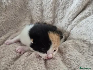 Mixed Breed cats 3 little girls available price £ ** - Advert 3