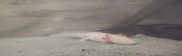Axolotl reptiles for sale: Axolotl ready now - Advert 3