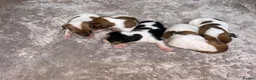 Jack Russell dogs for sale: Jack Russell Puppies – Proven Working Lines” - Advert 8