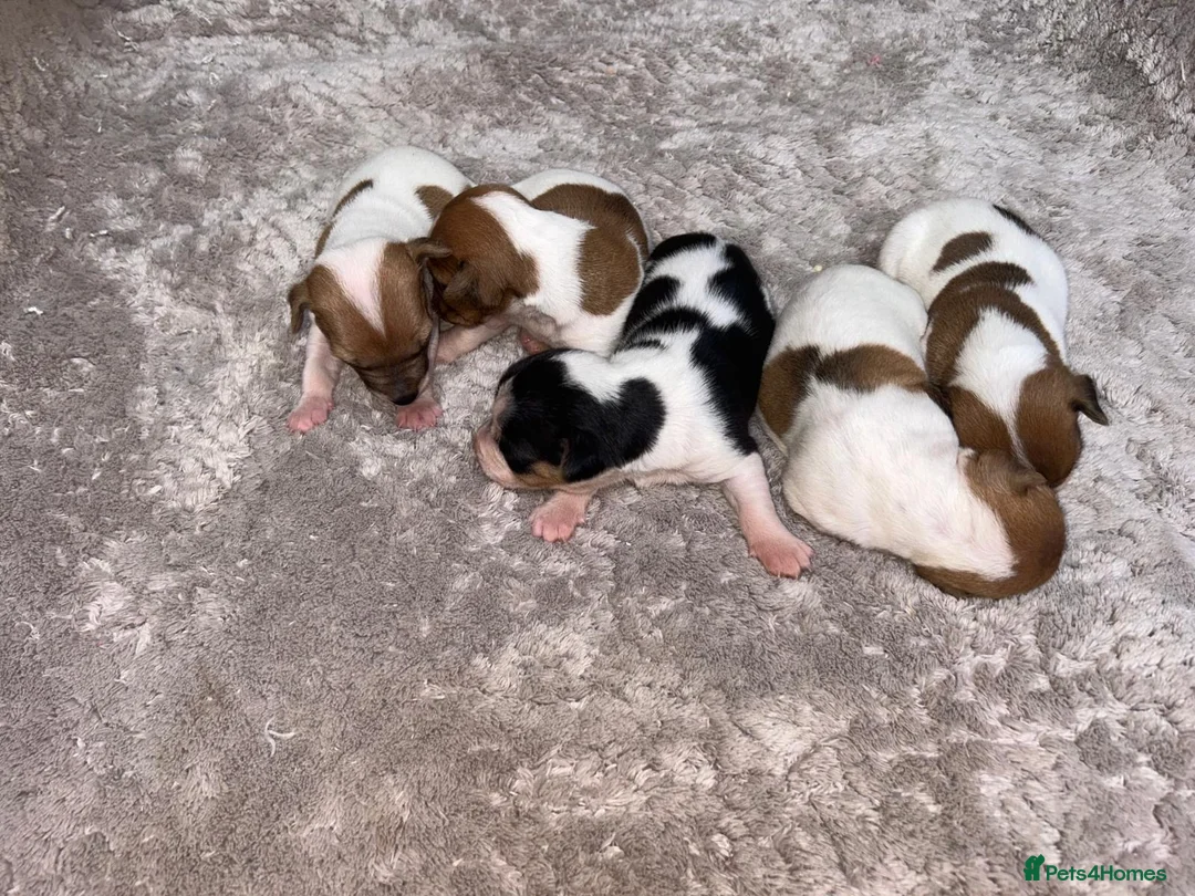 Jack Russell dogs for sale: Jack Russell Puppies – Proven Working Lines” - Advert 8