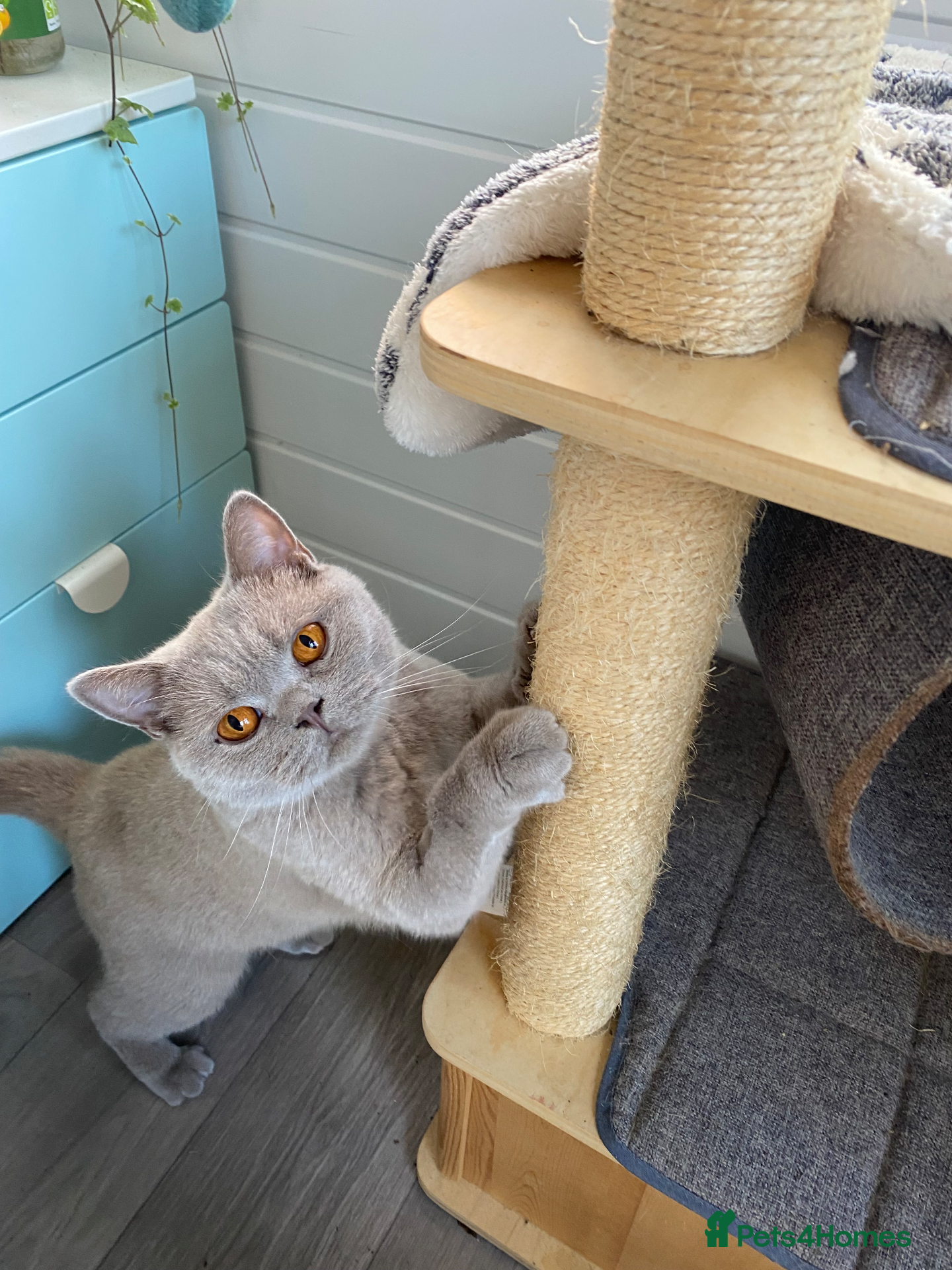 British Shorthair cats Neutered Female - pedigree lilac BSH  - Advert 1