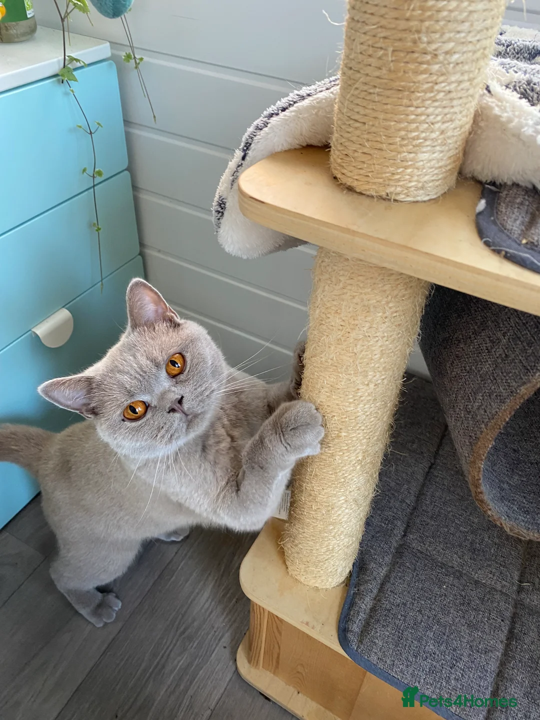 British Shorthair cats for sale: Neutered Female - pedigree lilac BSH  - Advert 1