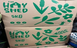 Guinea Pig rodents for sale: Three female guinea pigs  - Image 11