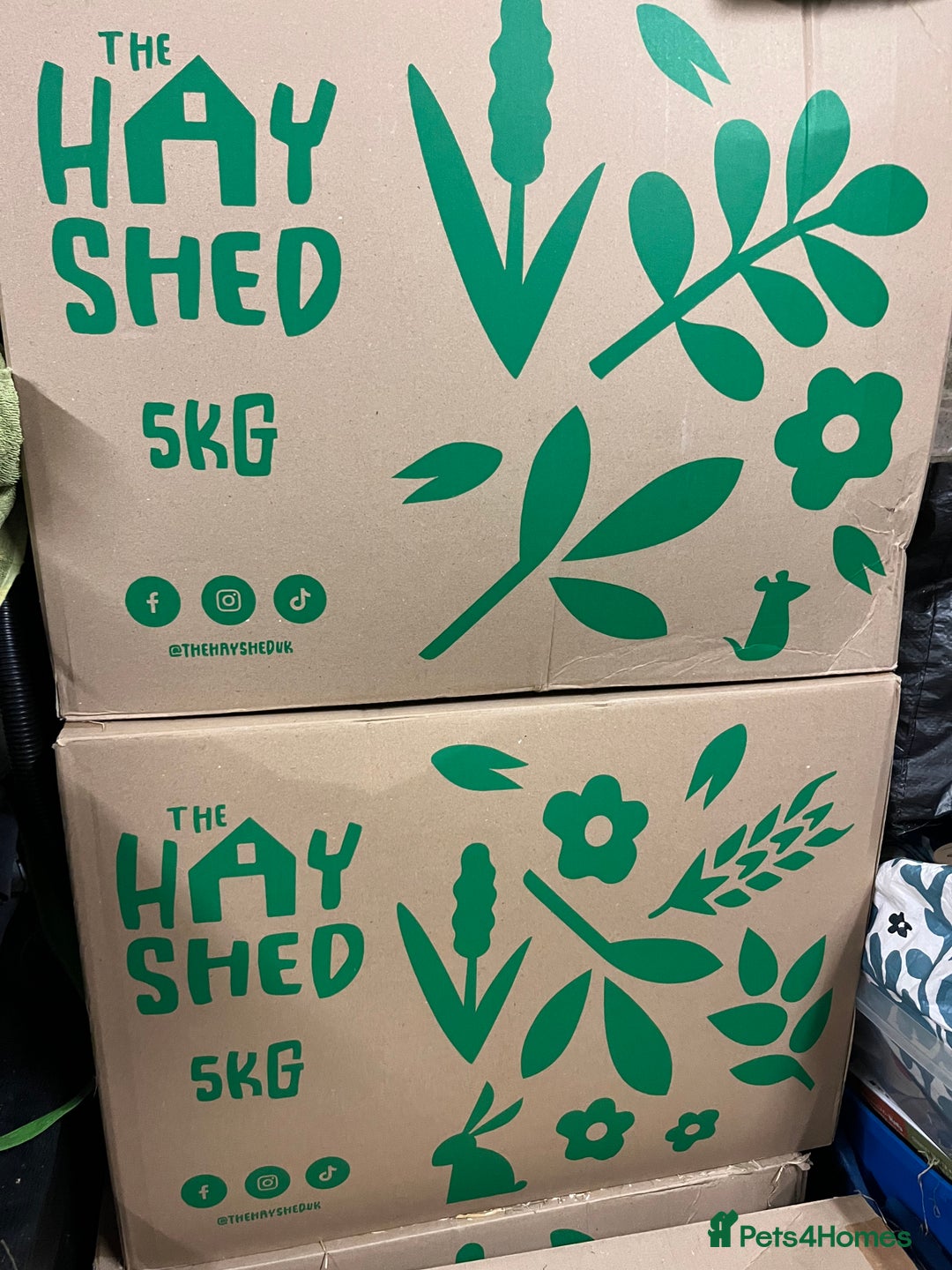 Guinea Pig rodents for sale: Three female guinea pigs  - Image 11