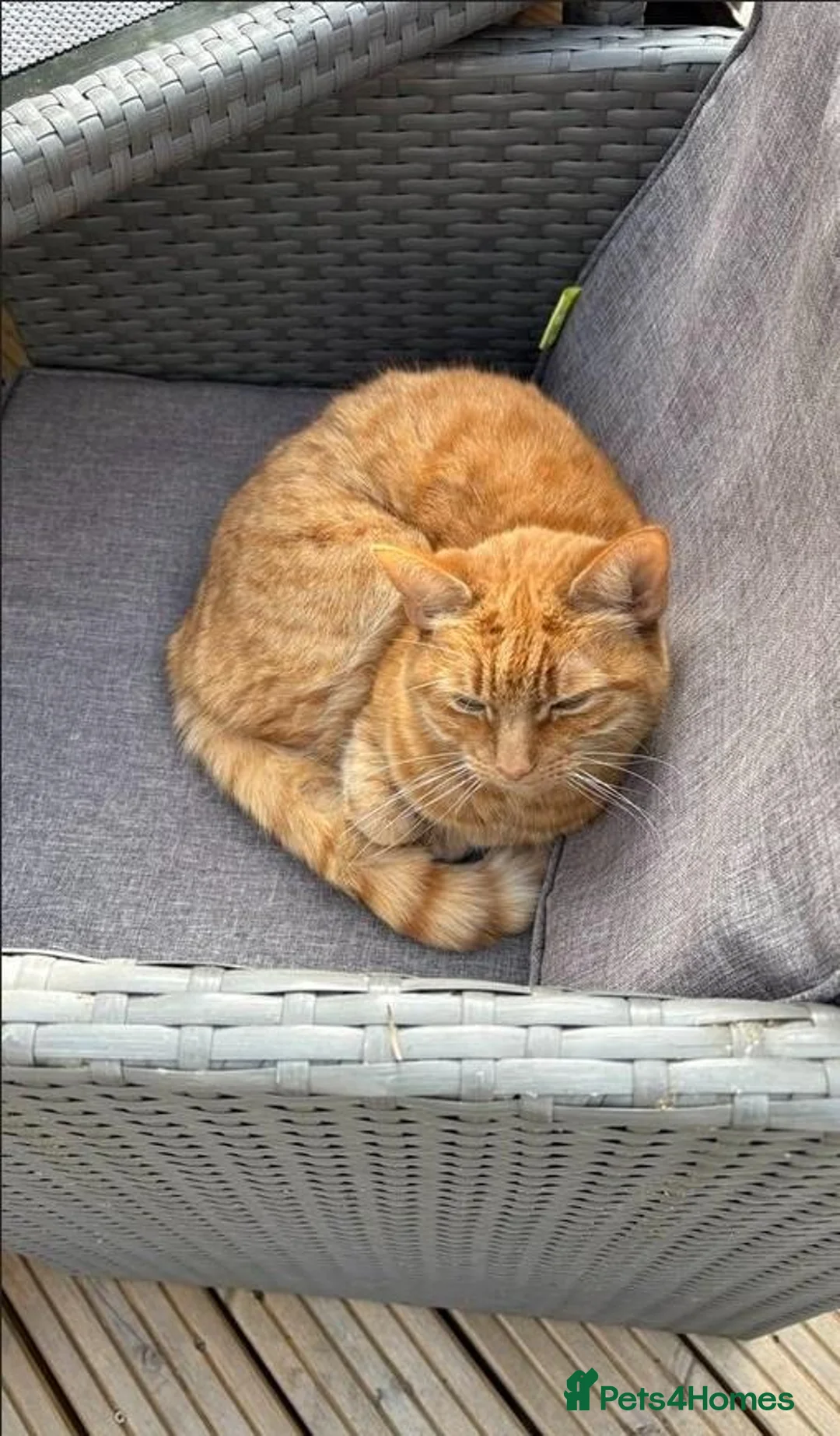 Mixed Breed cats for sale: Loving Home Wanted for Pippa - Advert 2