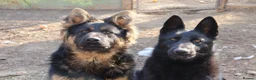 German Shepherd dogs for sale: Bruno German Shepherd  - Advert 14