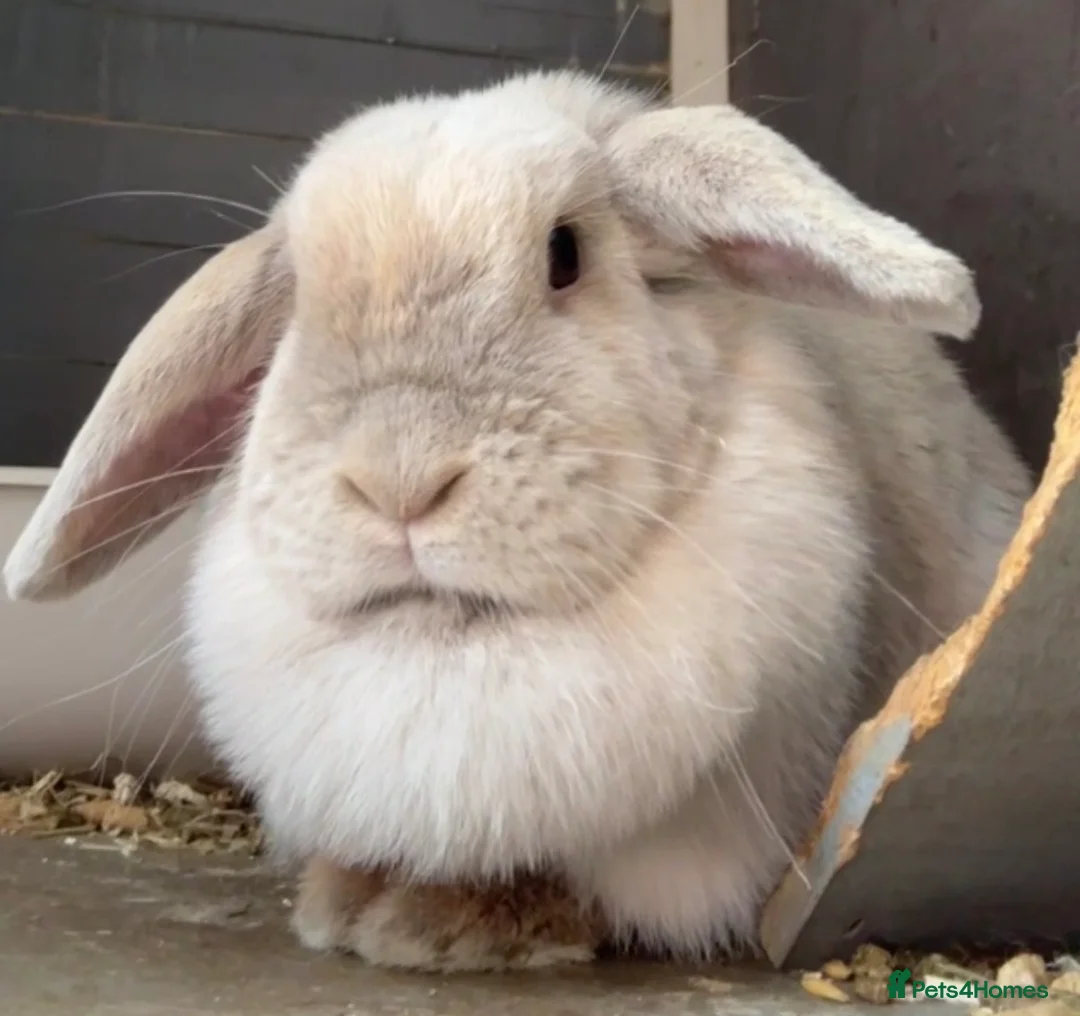 Mini Lop rabbits for sale: female mini lop needing a rehome - Advert 7
