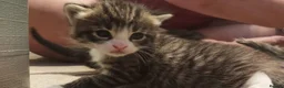 Mixed Breed cats for sale: 7 beautiful kittens - Advert 7