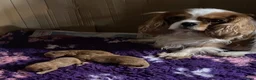 Cavapoo dogs for sale: F1 Apricot Cavapoo female - Advert 1