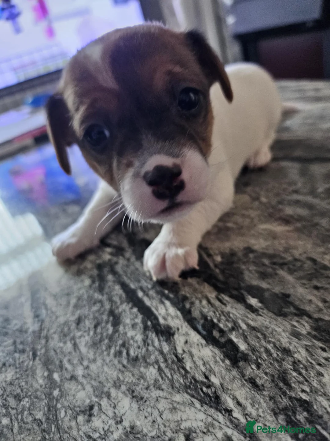 Jack Russell dogs for sale: Full pedigree jack russle pups  - Advert 5