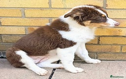 Australian Shepherd dogs for sale: Australian Shepherd puppies in Peterborough - Image 9