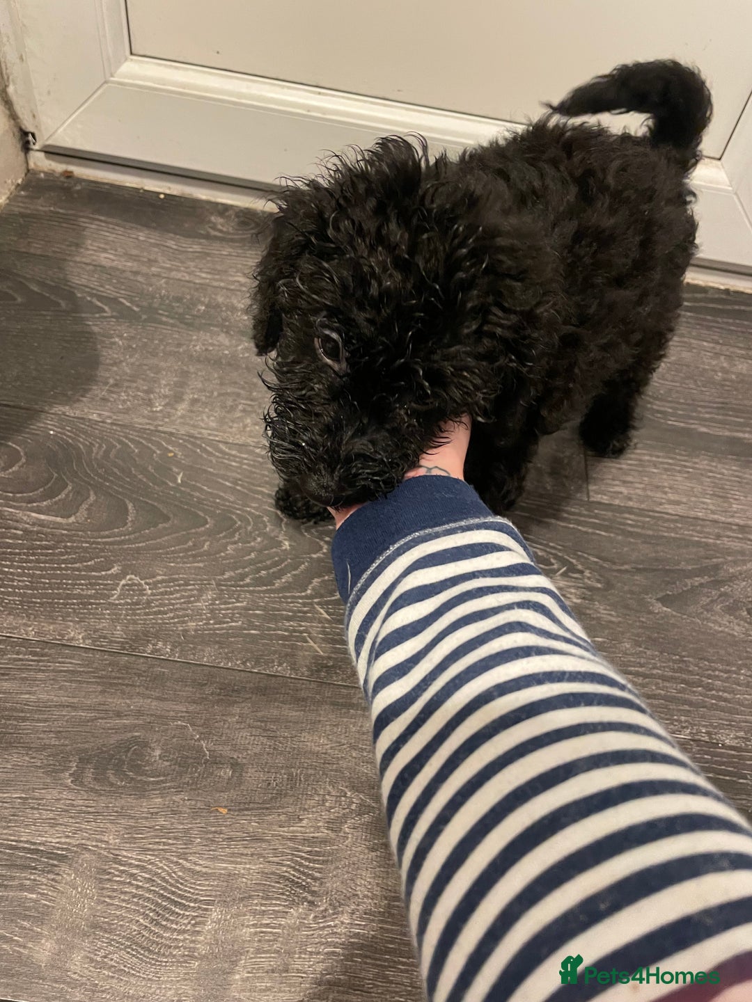 Mixed Breed dogs for sale: Mixed breed cocopoo/jackapoo - Advert 2