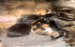 Mixed Breed cats for sale: Beautiful fluffy kittens  - Image 2