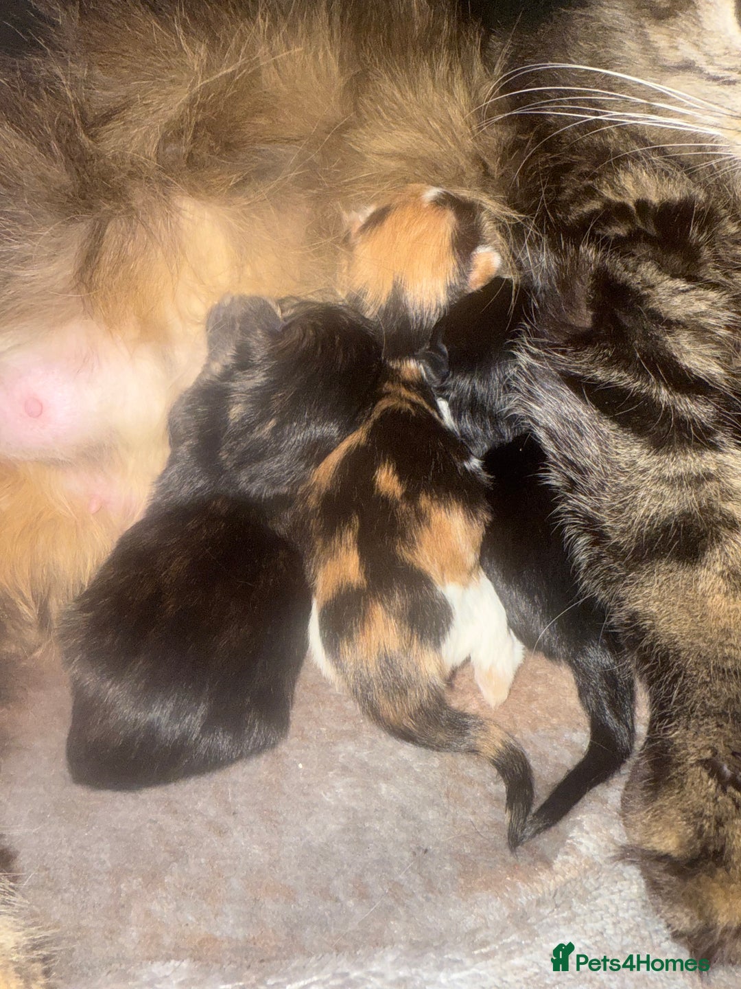 Mixed Breed cats for sale: Beautiful fluffy kittens  - Image 2