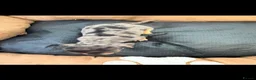 Dachshund dogs for sale: Stunning dachshund babies  - Advert 23
