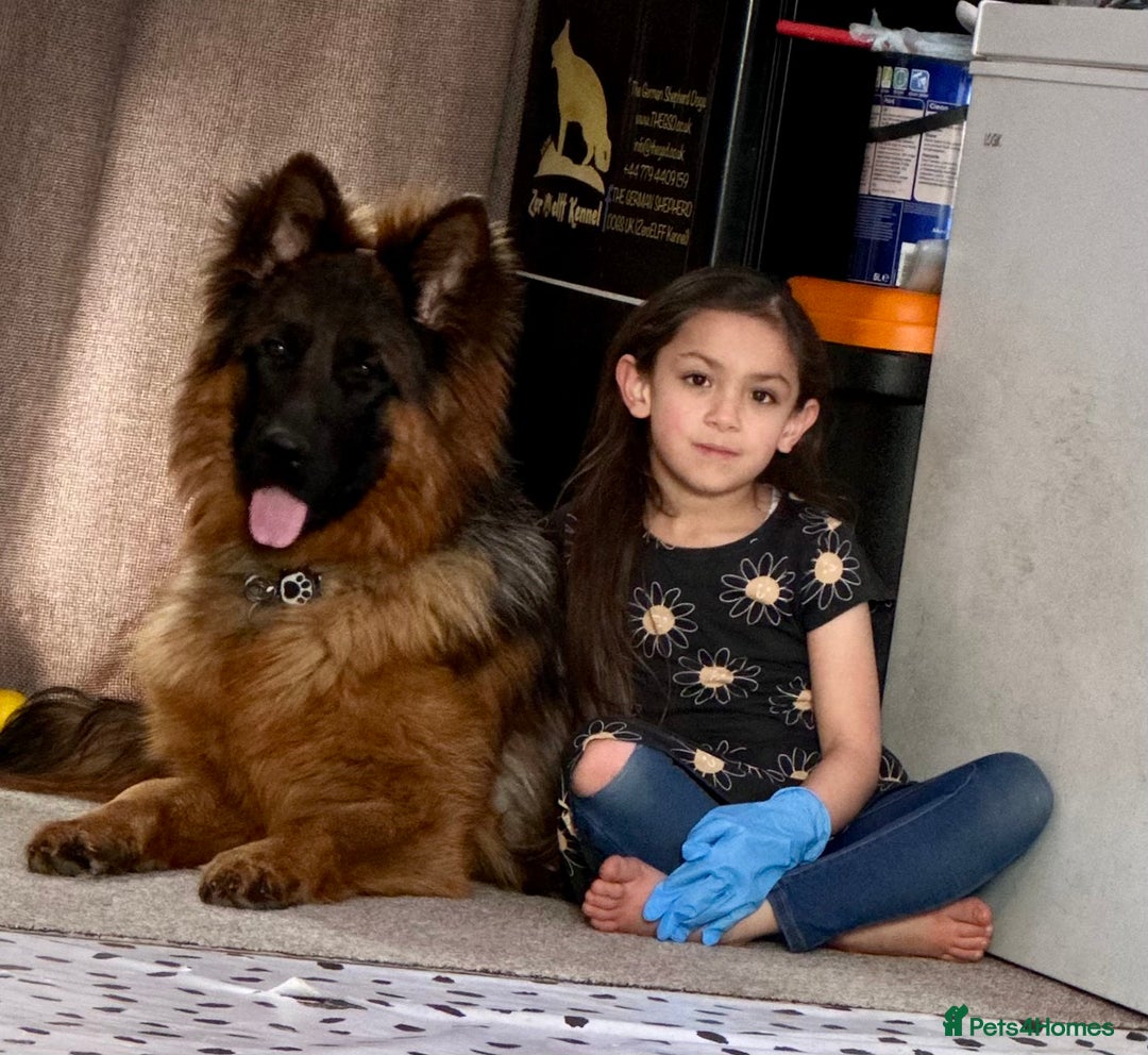 German Shepherd dogs for sale: 💥Champion🩸line KC Reg GermanShepherd puppy’s GSD - Advert 17