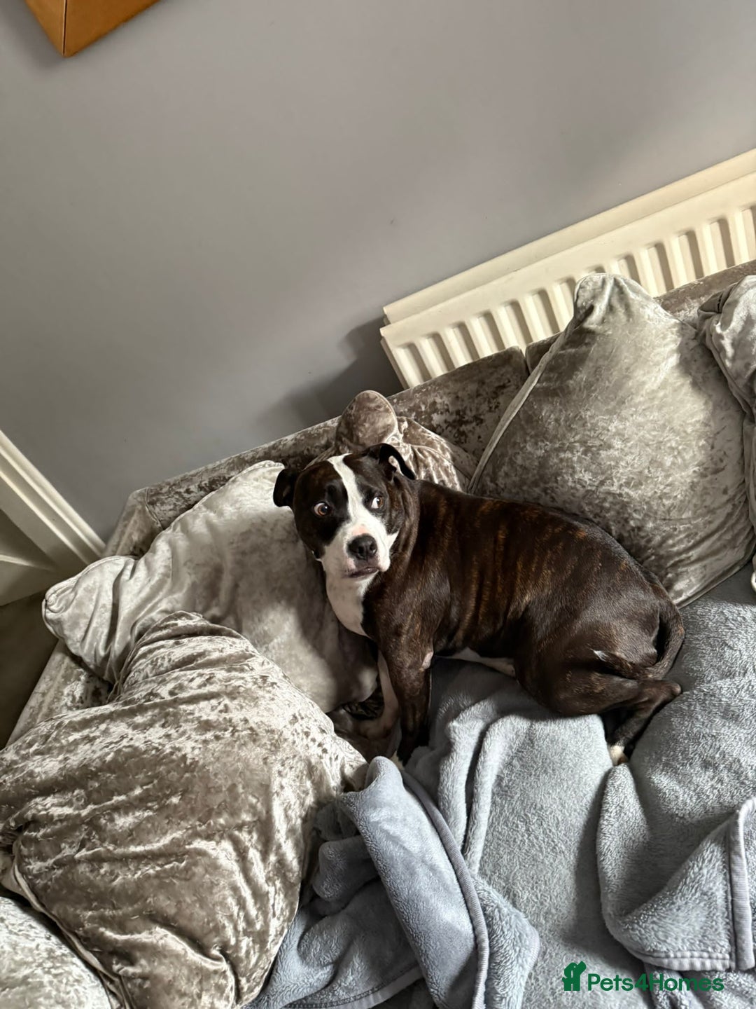 American Bull Staffy dogs for sale: Male Staff - Image 2