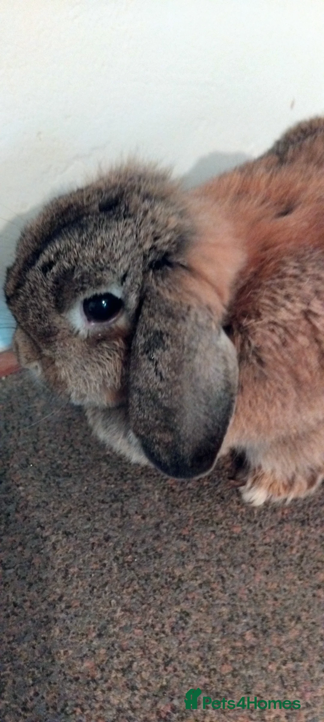 Mini Lop rabbits for sale: 1x gorgeous female mini lop for sale - Advert 2