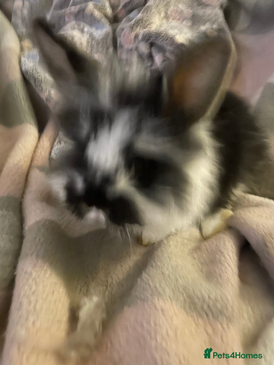 Lionhead rabbits for sale: bunnies - Advert 13