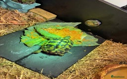 Turtle reptiles for sale: Horsefield turtle - Image 6