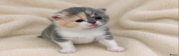 British Shorthair cats for sale: Stunning GCCF British Shorthair Kittens  - Advert 8