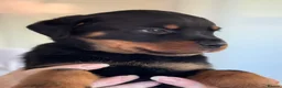 Rottweiler dogs for sale: Rottweiler puppies - Advert 40