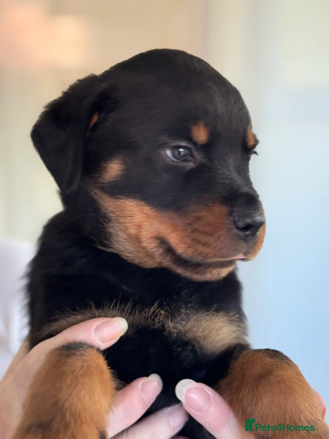 Rottweiler dogs for sale: Rottweiler puppies - Advert 40