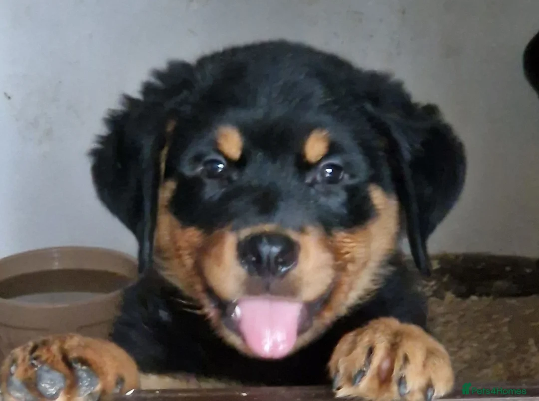 Rottweiler dogs for sale: Chunky Rottweiler pups - Advert 7