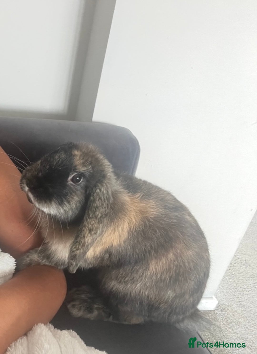 French Lop rabbits for sale: Male Rabbit 15 weeks - Image 1