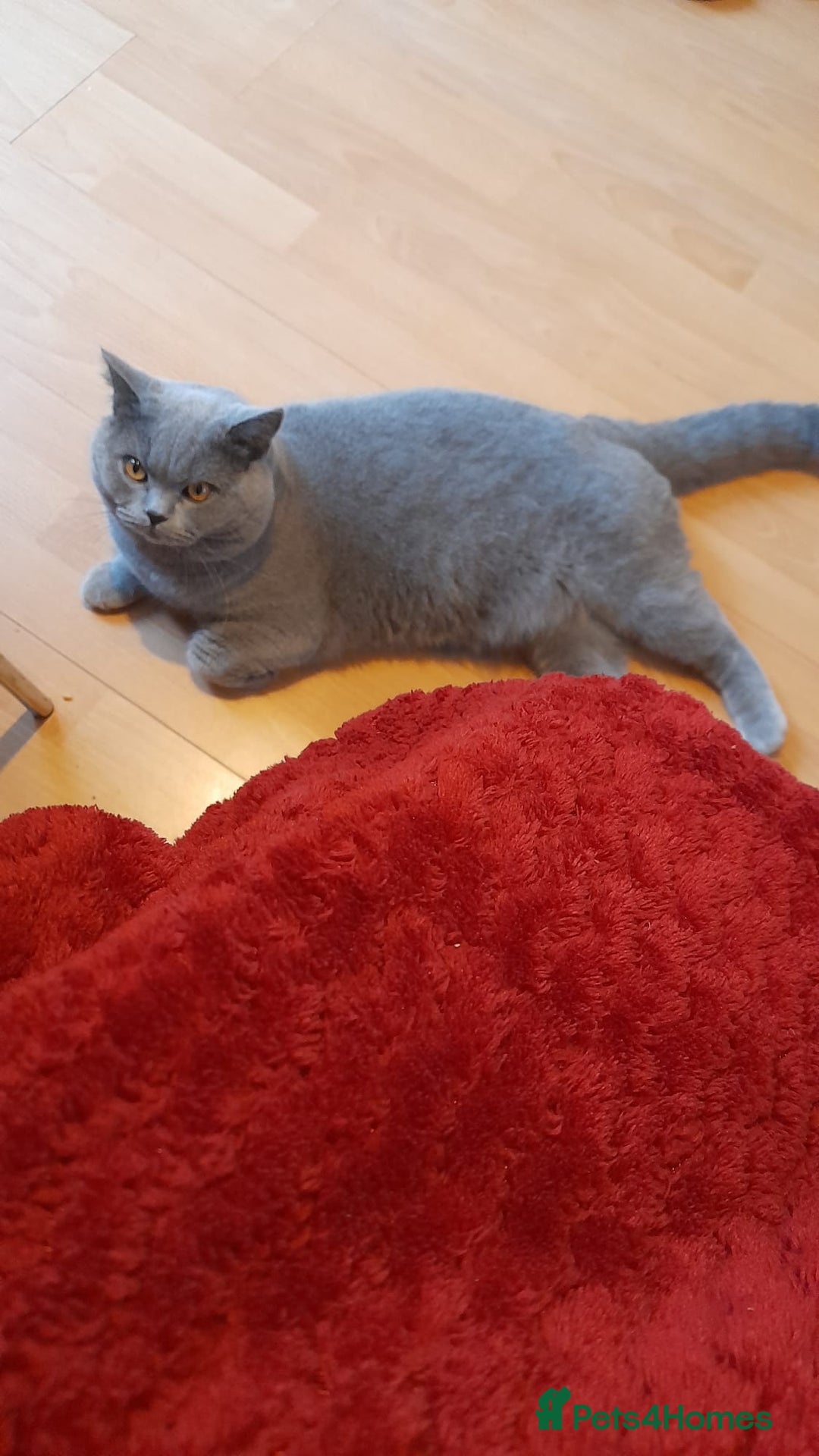 British Shorthair cats for sale: Beautiful British Blue Shorthair Male – 1 Yr Old - Advert 12
