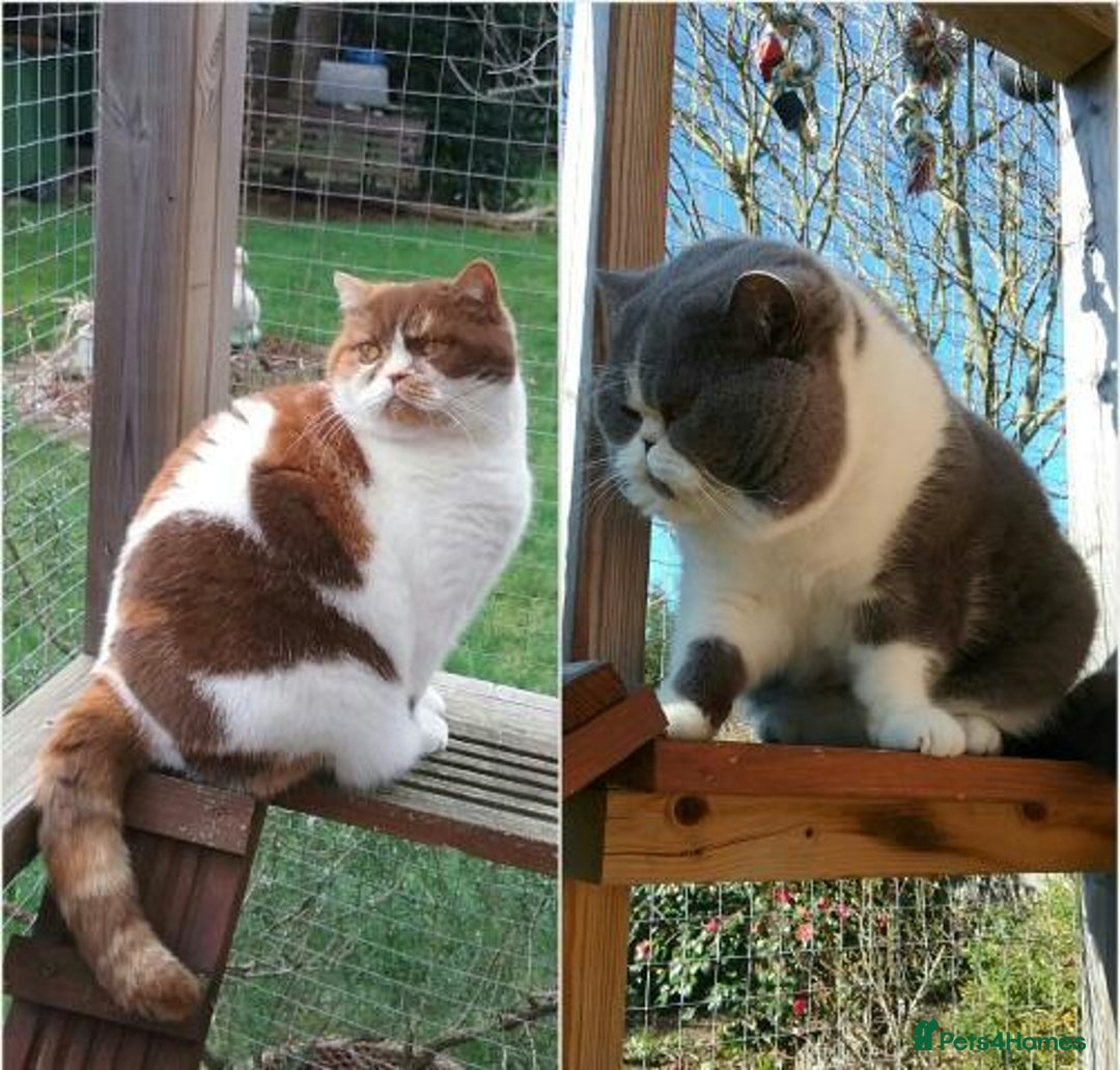 British Shorthair cats for sale: Champ lines gorgeous GCCF reg  girls (2 litters!) in London - Image 13