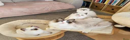 Ragdoll cats for sale: Beautiful Ragdoll kittens - Advert 1
