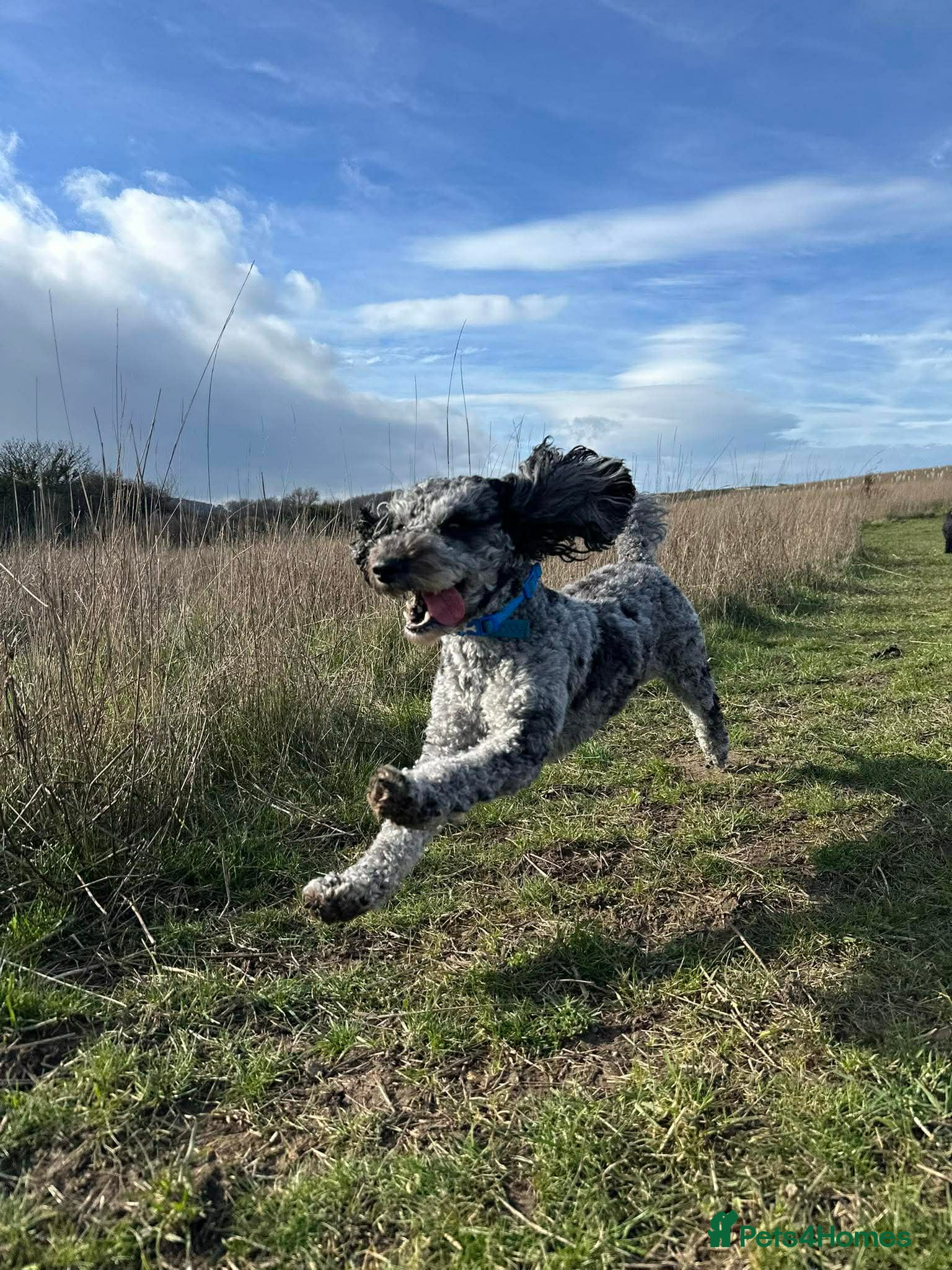 Cockapoo dogs for stud: Handsome Merle for Stud - Advert 4