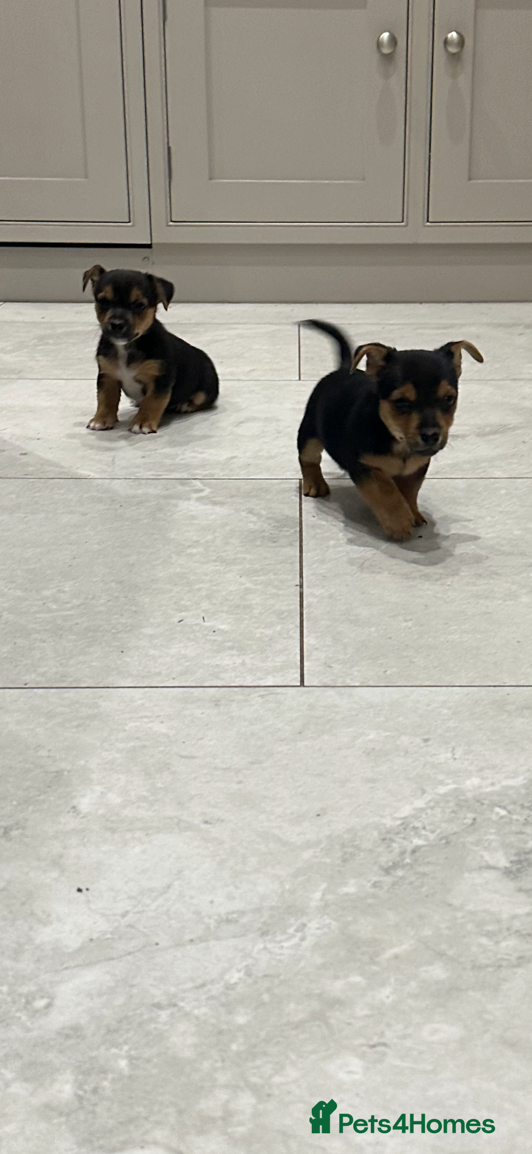 Jack Russell dogs for sale: Black and Tan Short legged Miniture Jack russels  - Advert 1