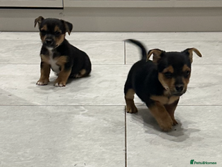 Jack Russell dogs Black and Tan Short legged Miniture Jack russels - Advert 2