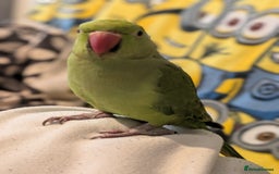 Ringnecks birds for sale: Indian ringneck - Image 4